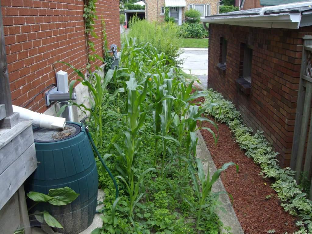 Rain barrel and corn between two houses.