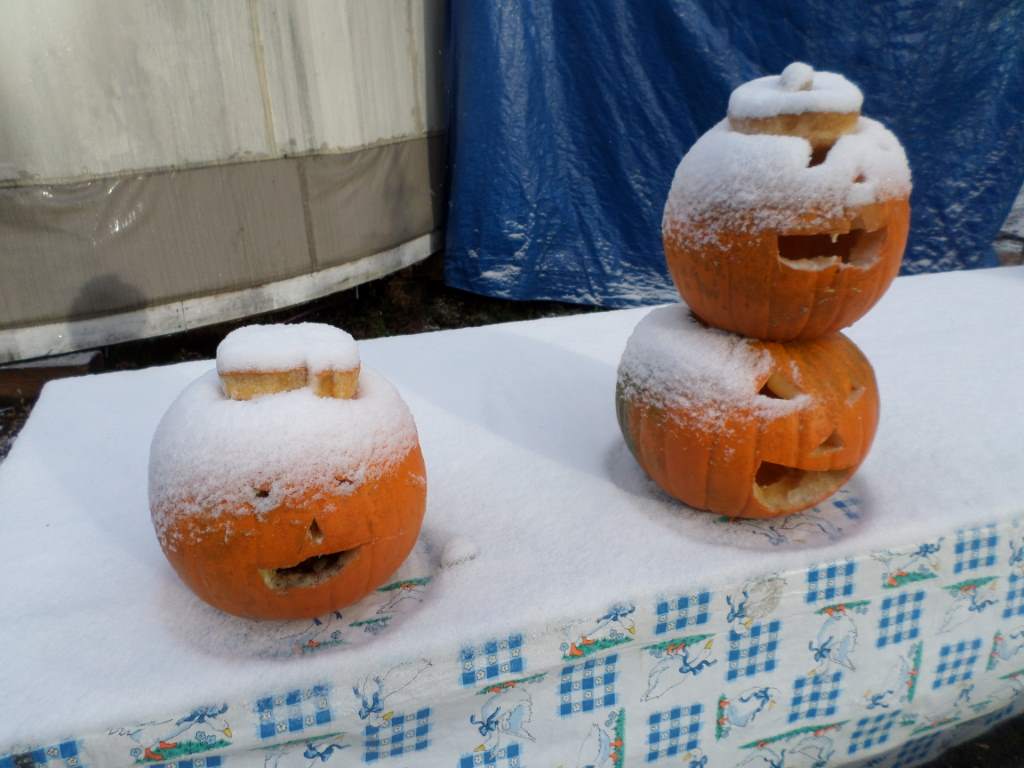 Three Jack O' Lanterns dusted with snow.