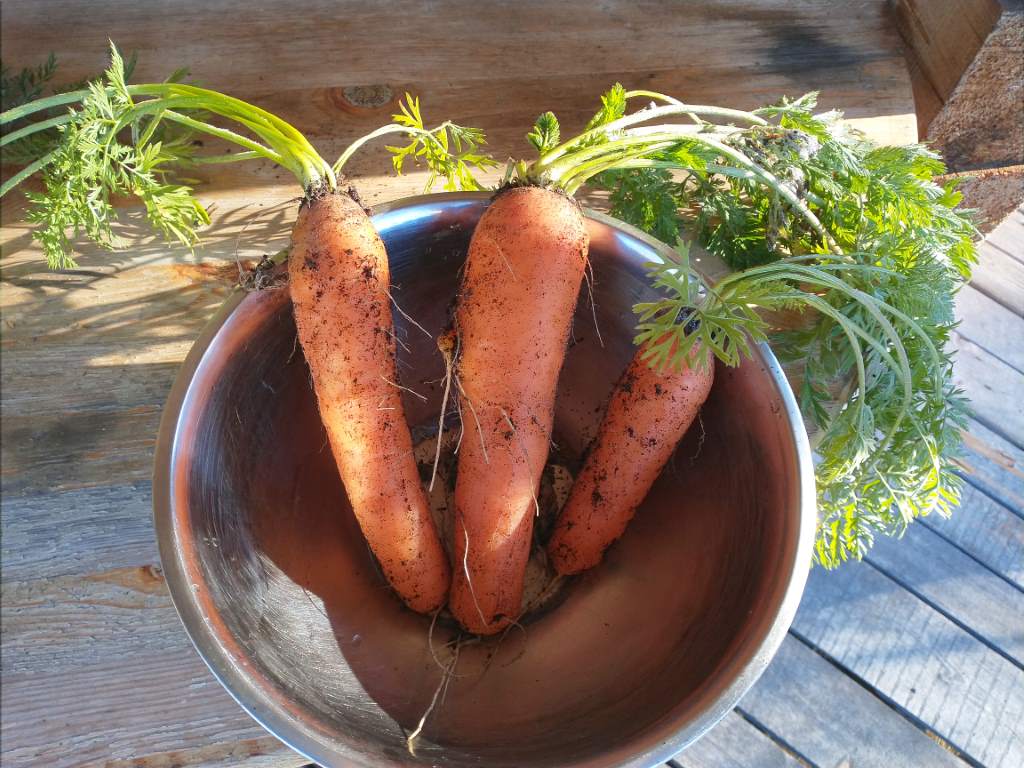 Three large, freshly harvested carrots in a bowl.