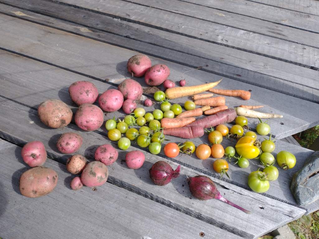 Collection of fall vegetables.